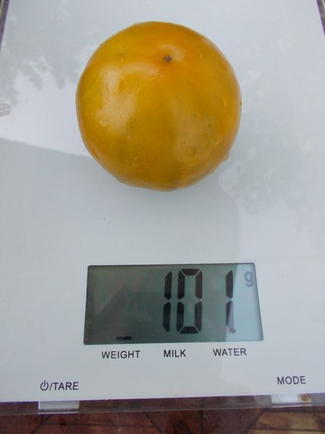  - SEMINTE ROSII - T 767 IRISCHER LIKOR