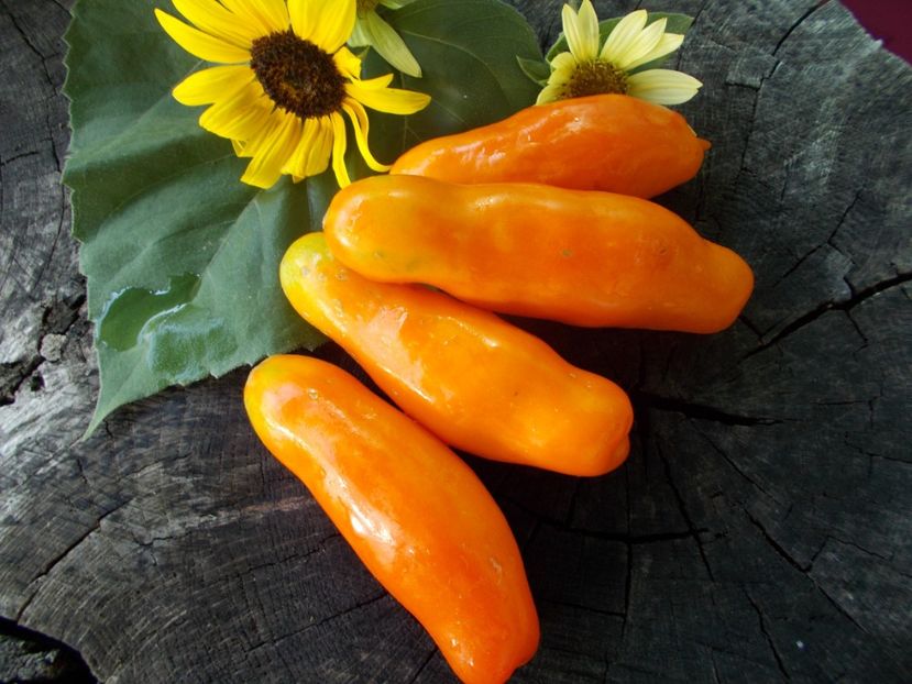  - SEMINTE ROSII - T 790 BANANTCHIK ORANGE