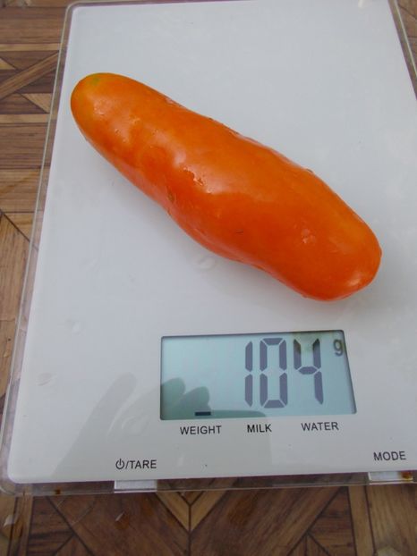  - SEMINTE ROSII - T 790 BANANTCHIK ORANGE