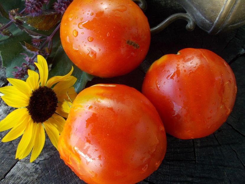  - SEMINTE ROSII - T 786 SEVERNAYA KORONA