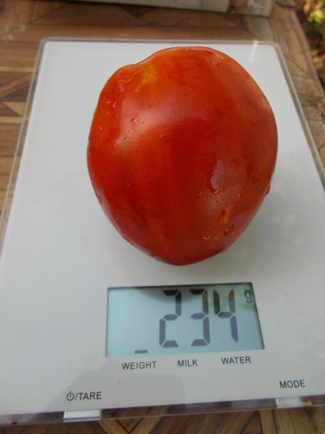  - SEMINTE ROSII - T 786 SEVERNAYA KORONA