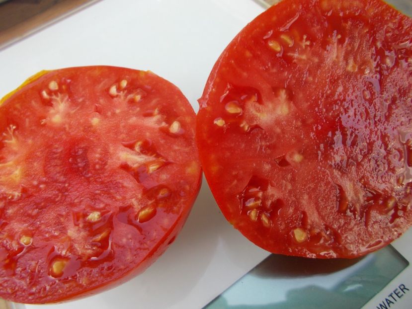  - SEMINTE ROSII - T 786 SEVERNAYA KORONA