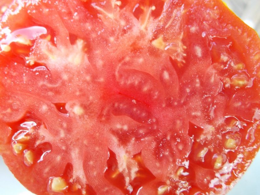  - SEMINTE ROSII - T 786 SEVERNAYA KORONA