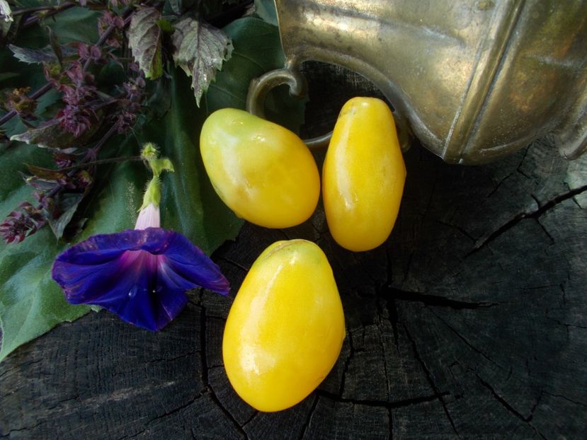  - SEMINTE ROSII - T 761 OLD IVORY EGG