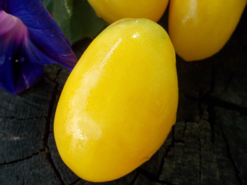  - SEMINTE ROSII - T 761 OLD IVORY EGG