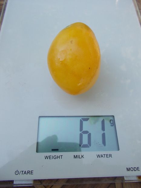  - SEMINTE ROSII - T 761 OLD IVORY EGG