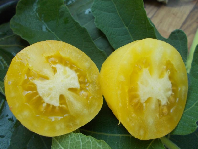  - SEMINTE ROSII - T 761 OLD IVORY EGG