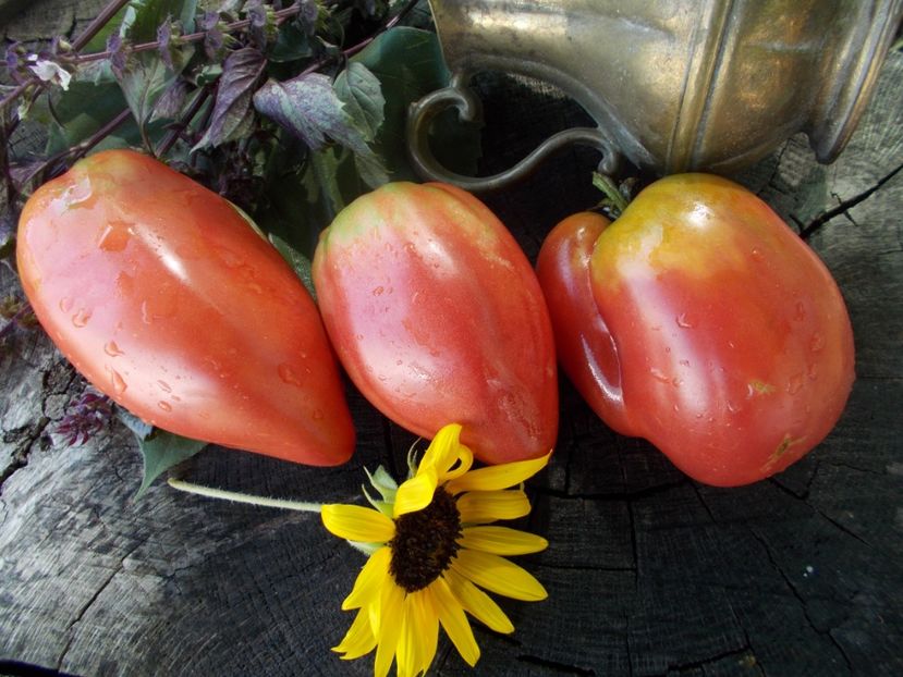  - SEMINTE ROSII - T 803 WORK RELEASE PASTE