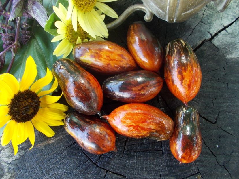  - SEMINTE ROSII - T 702 BOXING SCHADOW LONG PAINTED