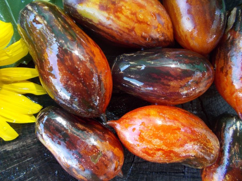  - SEMINTE ROSII - T 702 BOXING SCHADOW LONG PAINTED