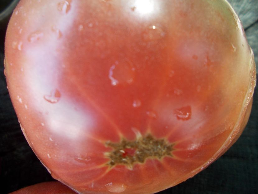  - SEMINTE ROSII - T 787 MIDNIGHT IN MOSCOW - sezon scurt