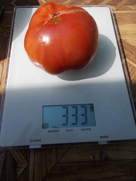  - SEMINTE ROSII - T 787 MIDNIGHT IN MOSCOW - sezon scurt