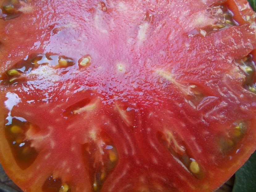  - SEMINTE ROSII - T 787 MIDNIGHT IN MOSCOW - sezon scurt