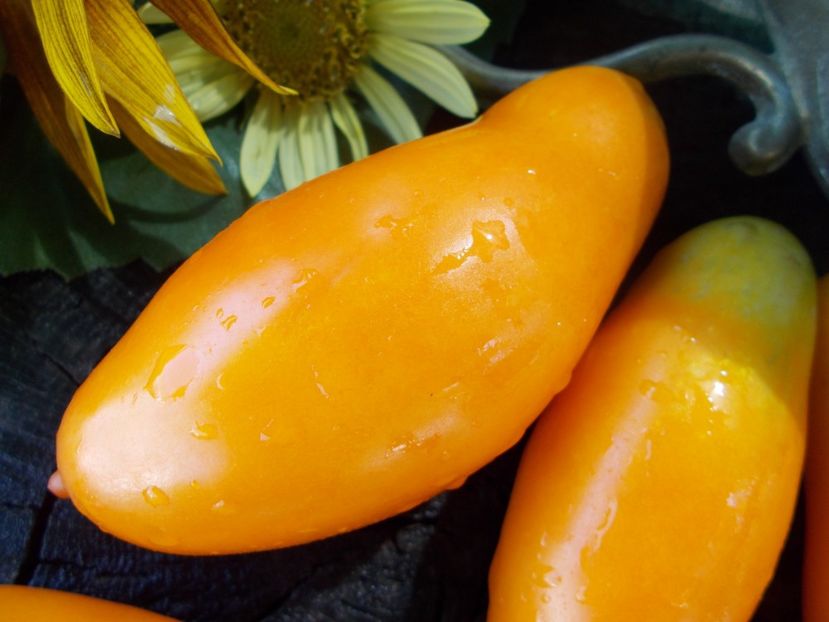  - SEMINTE ROSII - T 807 PALMIRA