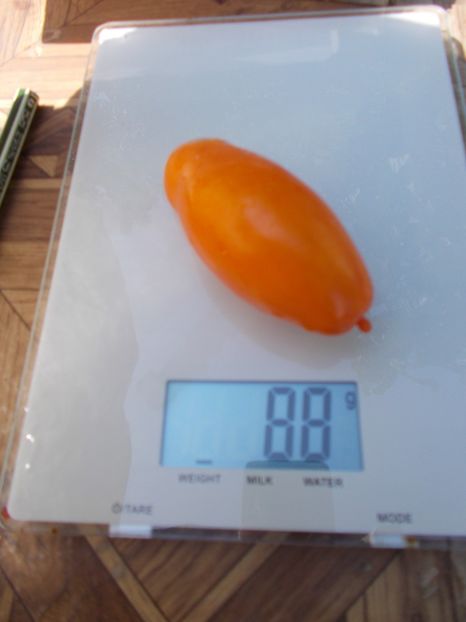  - SEMINTE ROSII - T 807 PALMIRA