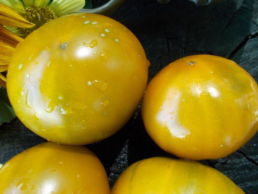  - SEMINTE ROSII - T 767 IRISCHER LIKOR