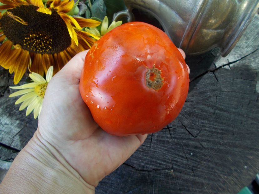  - SEMINTE ROSII - T 791 WOLFORD WONDER