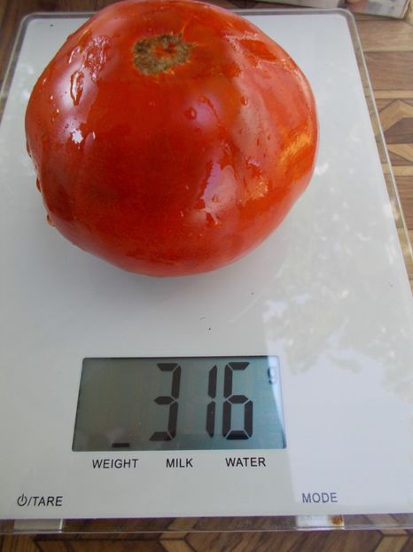  - SEMINTE ROSII - T 791 WOLFORD WONDER