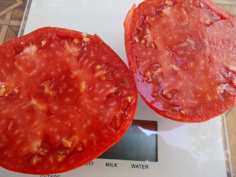  - SEMINTE ROSII - T 791 WOLFORD WONDER