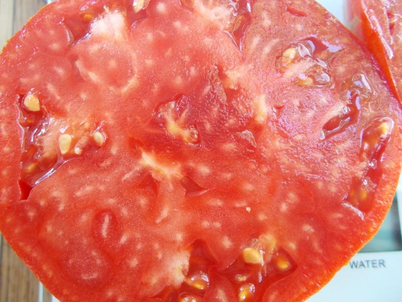  - SEMINTE ROSII - T 791 WOLFORD WONDER