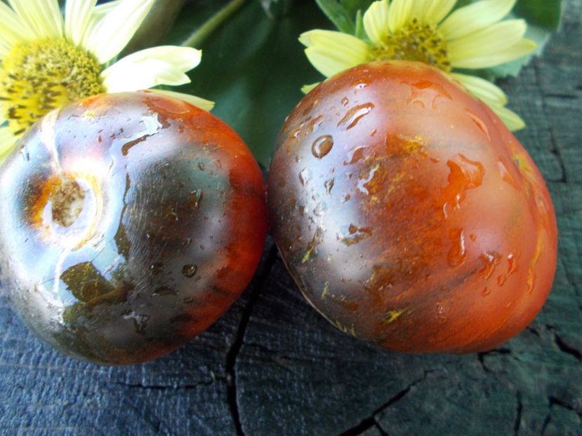  - SEMINTE ROSII - T 793 RED BEAUTY