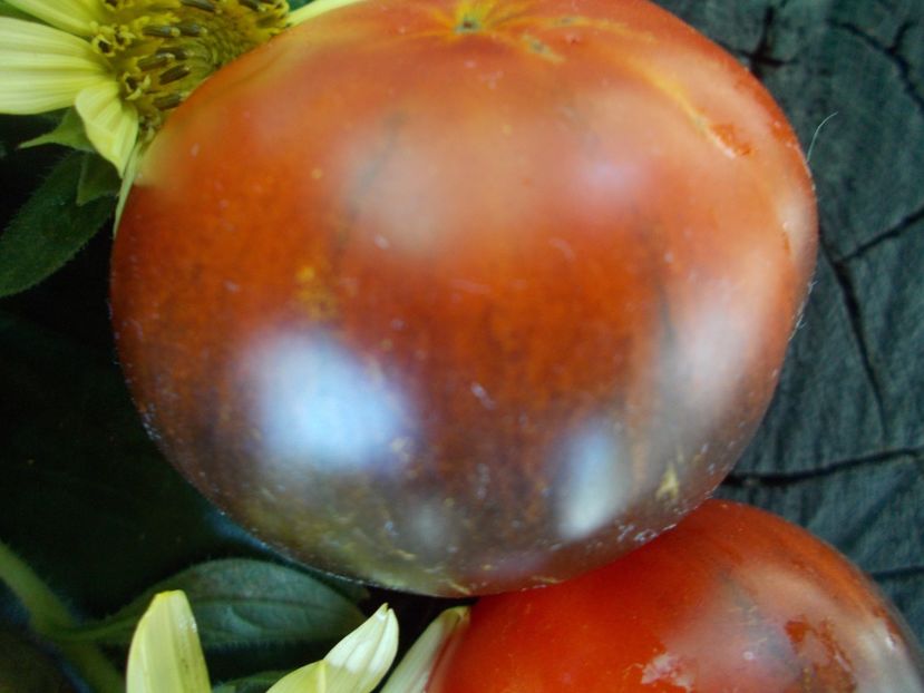  - SEMINTE ROSII - T 793 RED BEAUTY