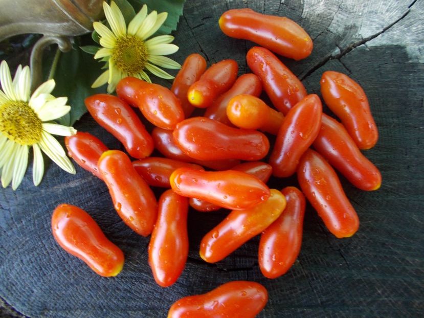  - SEMINTE ROSII - T 706 EWIGE LIEBE