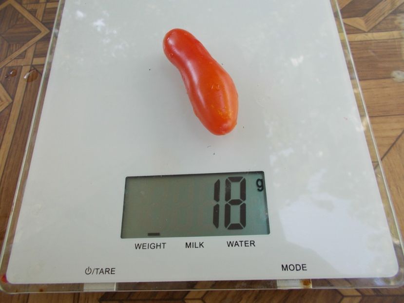  - SEMINTE ROSII - T 706 EWIGE LIEBE