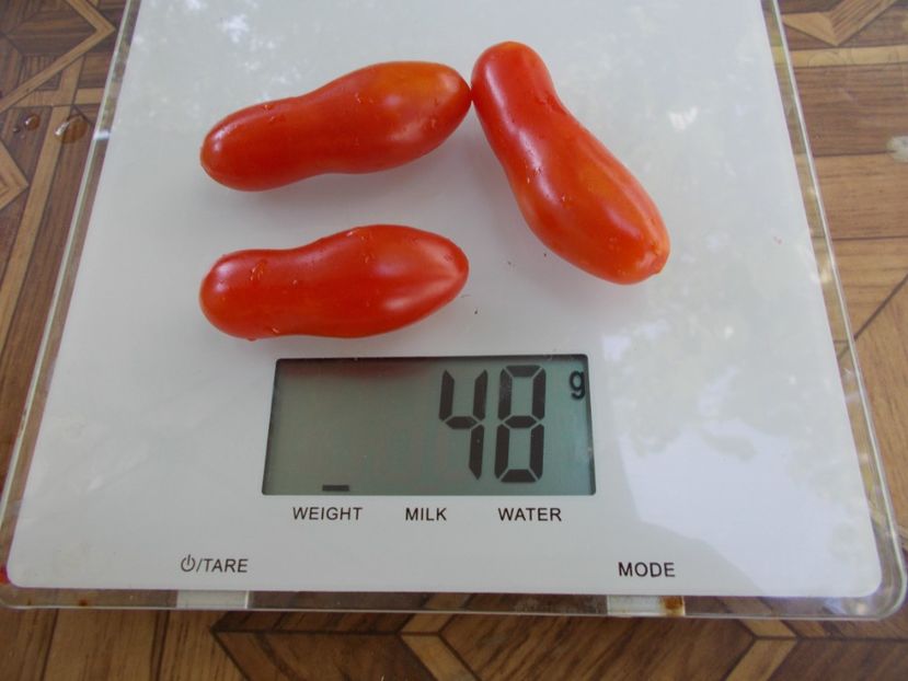  - SEMINTE ROSII - T 706 EWIGE LIEBE