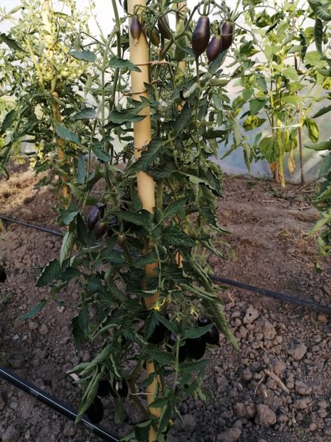  - SEMINTE ROSII - T 702 BOXING SCHADOW LONG PAINTED