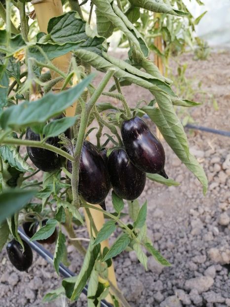  - SEMINTE ROSII - T 702 BOXING SCHADOW LONG PAINTED