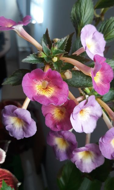  - 0001 2022 - BriD s Elegante