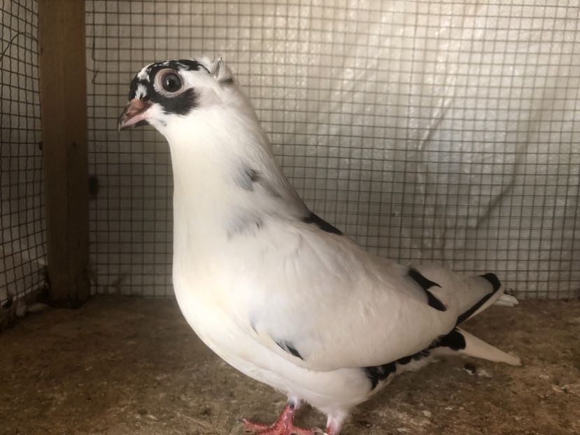 25534/21 - 4-lot zbor 2021