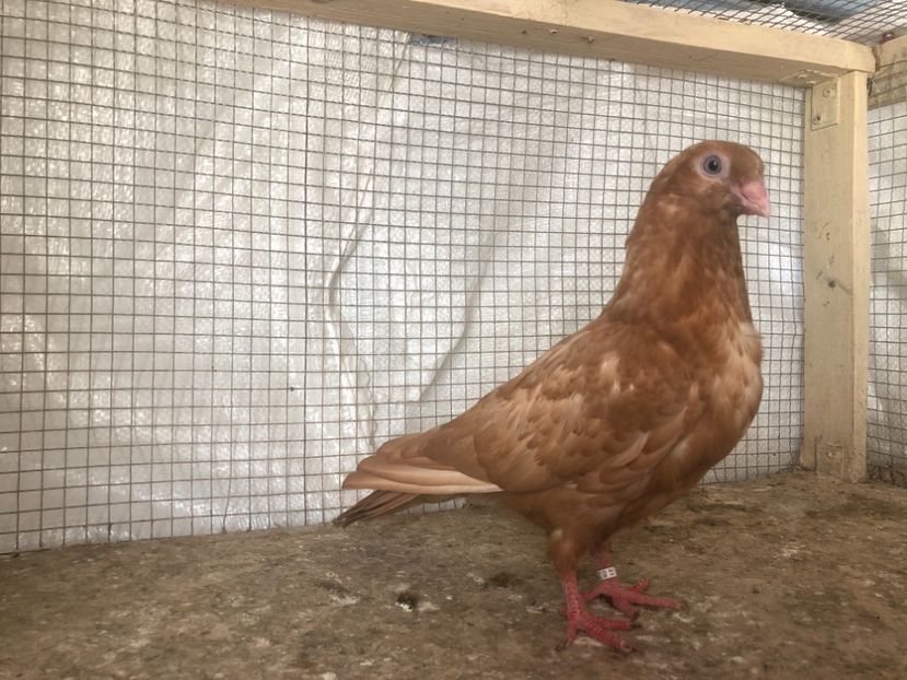 25529/21 - 4-lot zbor 2021