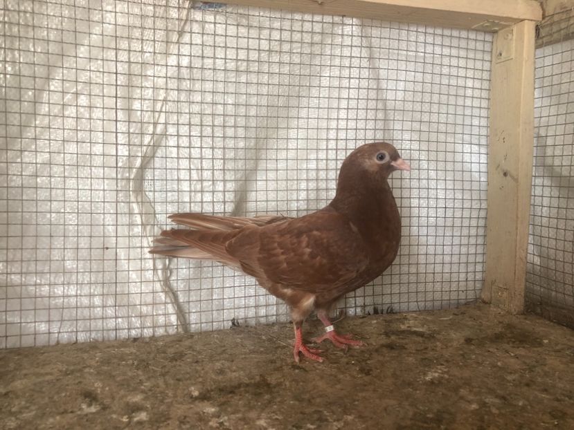 25537/21 - 4-lot zbor 2021