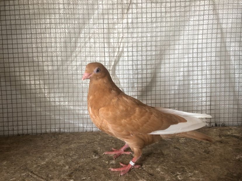 25535/21 - 4-lot zbor 2021