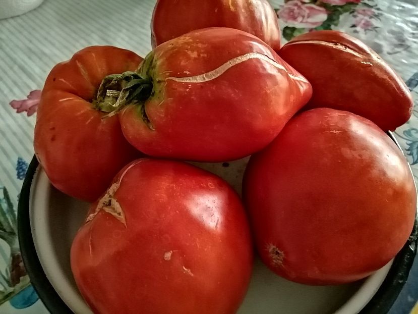  - Gradina cu legume-2017-acasa recolte 2018 - 2023