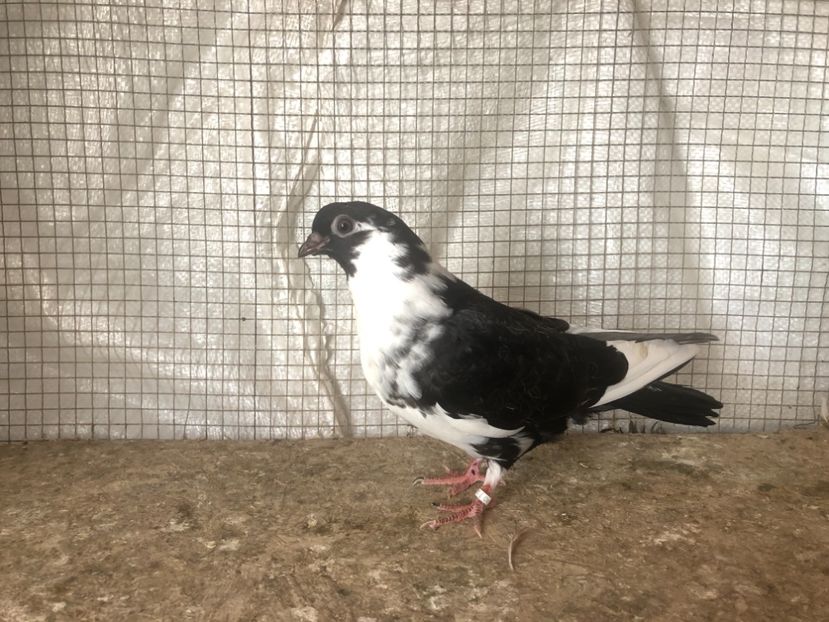 25533/21 - 4-lot zbor 2021