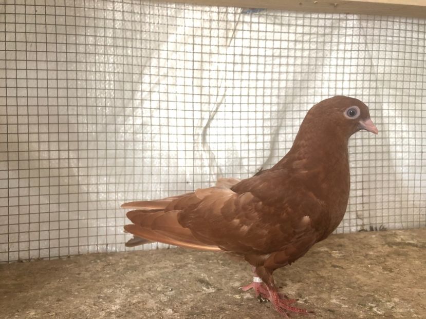 25536/21 - 4-lot zbor 2021