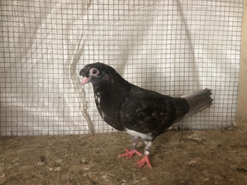 25528/21 - 4-lot zbor 2021