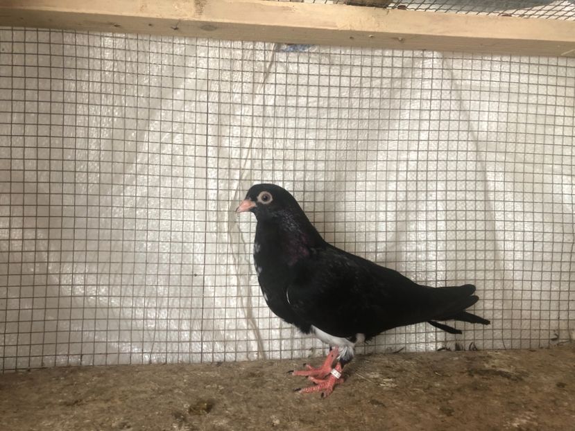 25538/21 - 4-lot zbor 2021