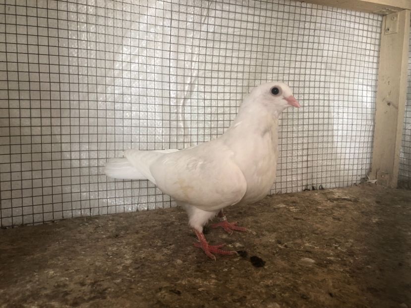 25531/21 - 4-lot zbor 2021