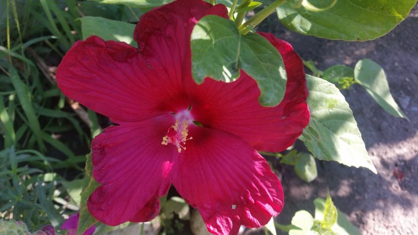 2021-08-08 10.07.37 - Flori si copii blanosi