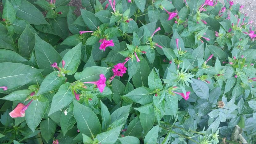 2021-08-08 10.09.35 - Flori si copii blanosi