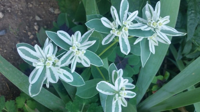 2021-08-08 10.09.53 - Flori si copii blanosi