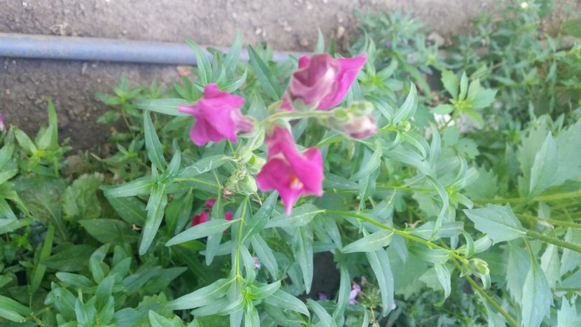 2021-08-08 10.10.52 - Flori si copii blanosi