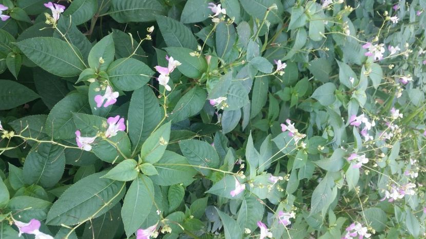 2021-08-08 10.12.18 - Flori si copii blanosi