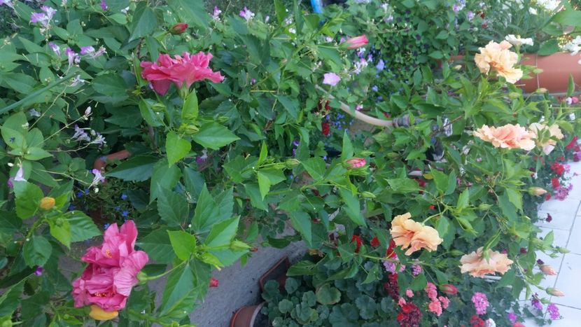 2021-08-08 15.49.25 - Flori si copii blanosi