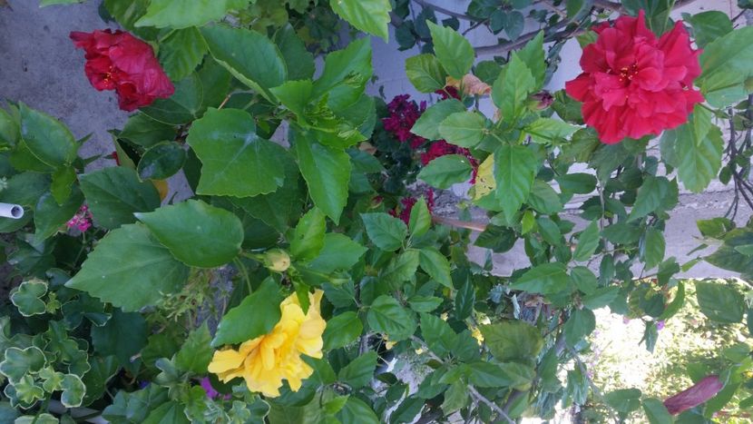 2021-08-08 15.49.49 - Flori si copii blanosi