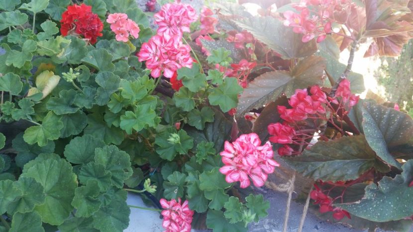 2021-08-08 15.51.07 - Flori si copii blanosi